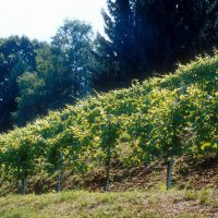 Cascina Piano Estate